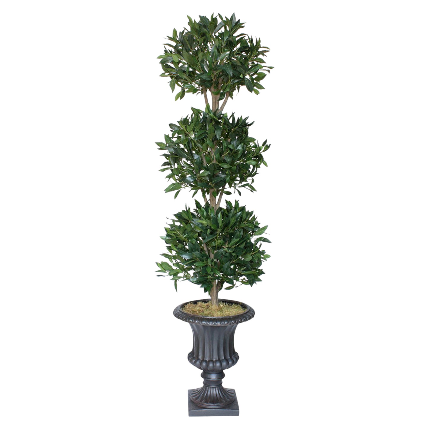 Classic 3-head bayleaf topiary with lush greenery on hardwood stems, placed in a dark urn. Suitable for indoor or well-covered exterior spaces with low sunlight.