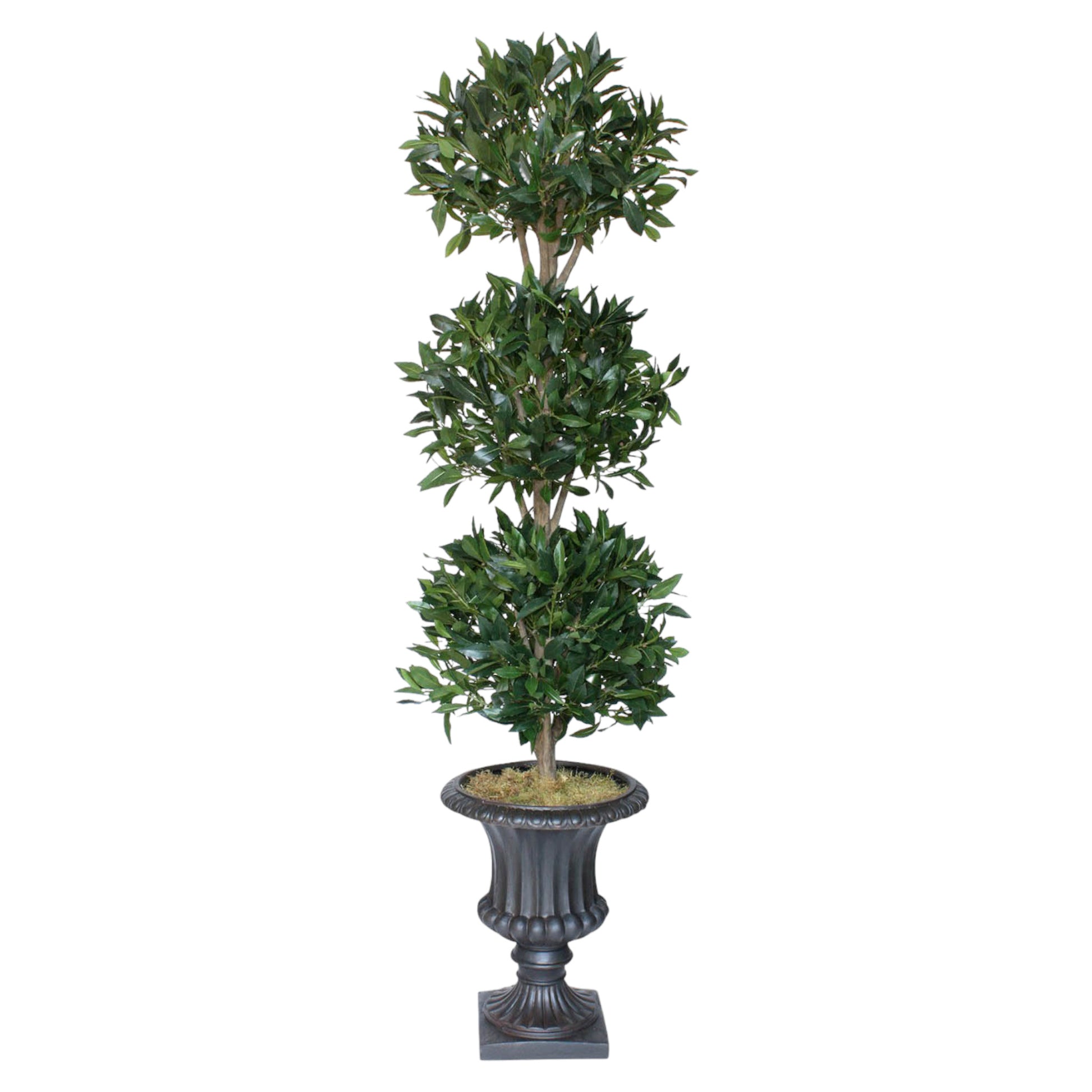 Classic 3-head bayleaf topiary with lush greenery on hardwood stems, placed in a dark urn. Suitable for indoor or well-covered exterior spaces with low sunlight.