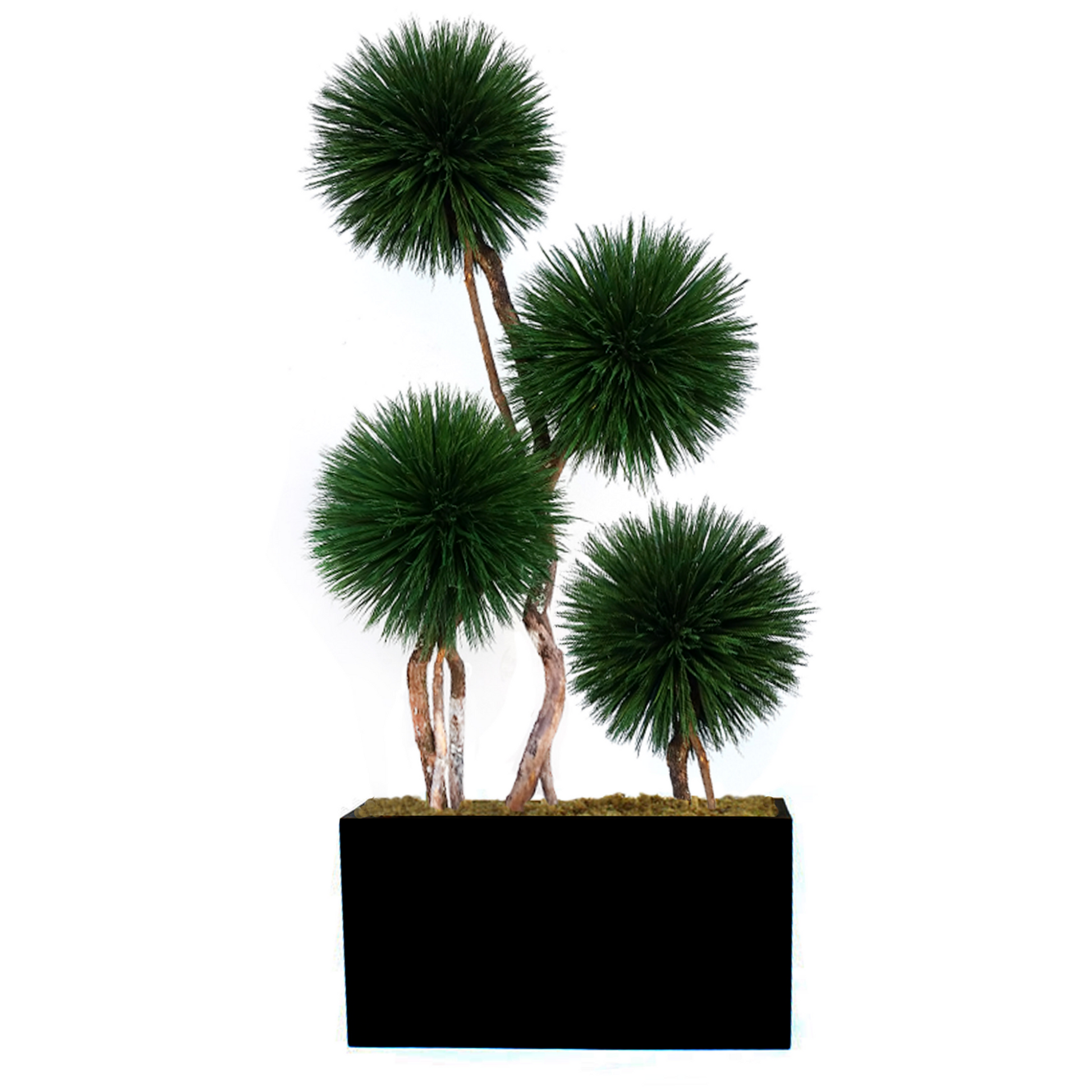 Exclusive desert southwest-inspired 4-pom showpiece tree made from dried and preserved natural materials, placed on cedar wood. A unique and sustainable design for home, office, or commercial space, in a rectangular planter.