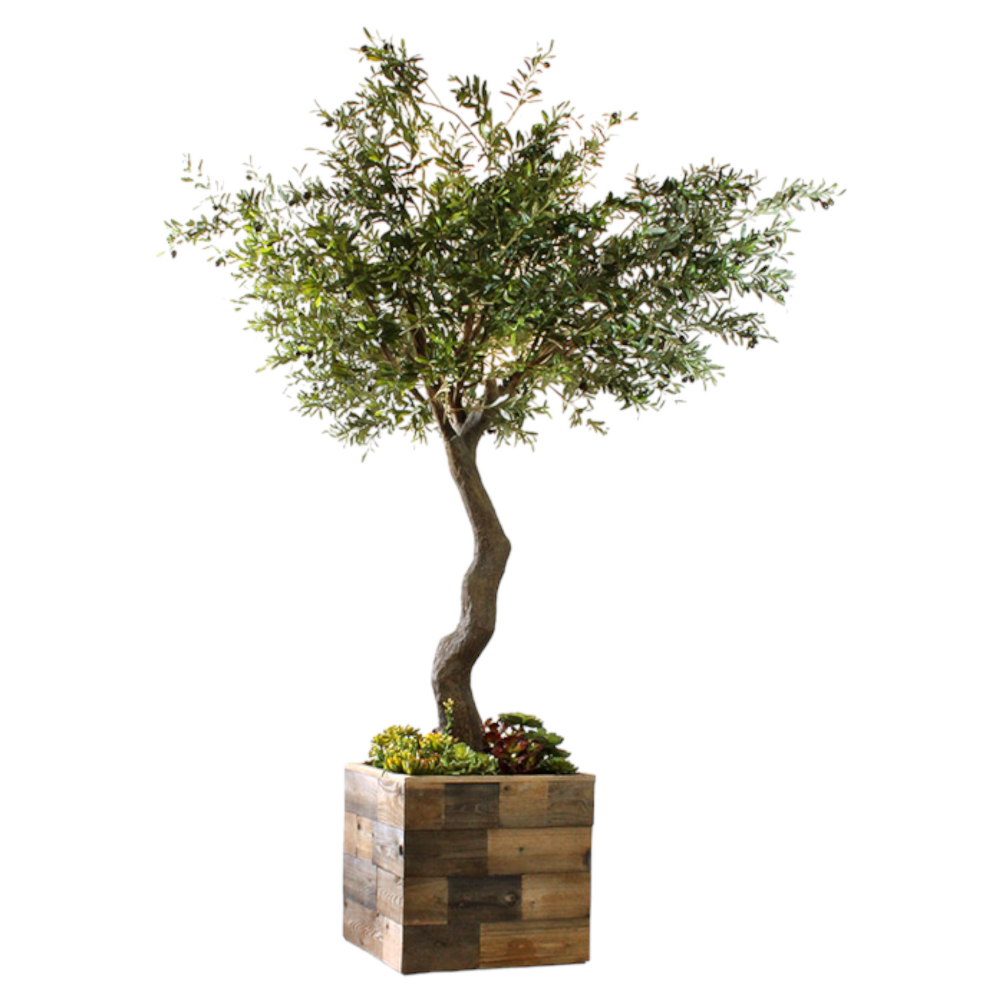 8-foot Mediterranean olive tree with a large canopy and thick wood trunk, placed in a hand-built wood planter box with a base of succulents. Other container options available upon request. Recommended for indoor use.