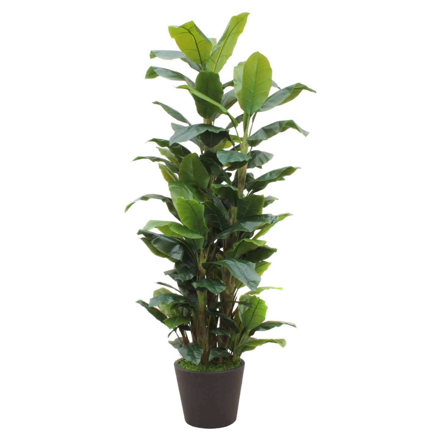  Banana Tree plant with shiny, lush leaves that look realistic to the banana tree plant and will fill tall spaces.