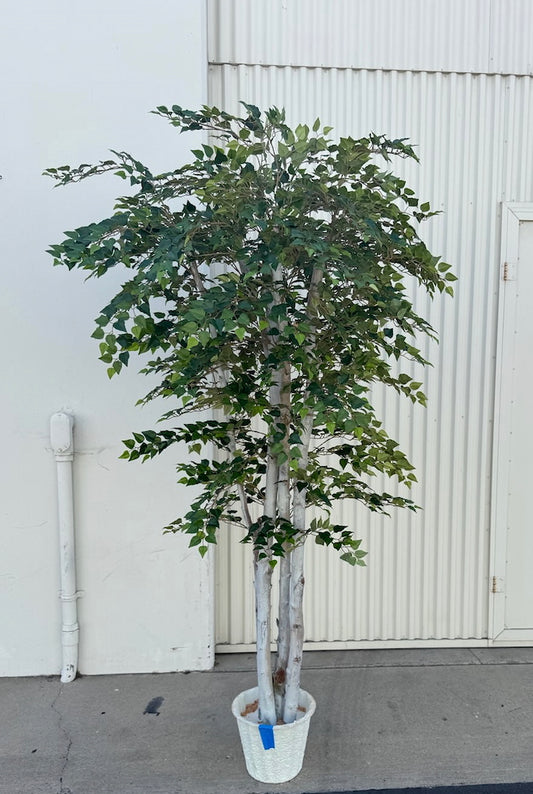 BIRCH TREE