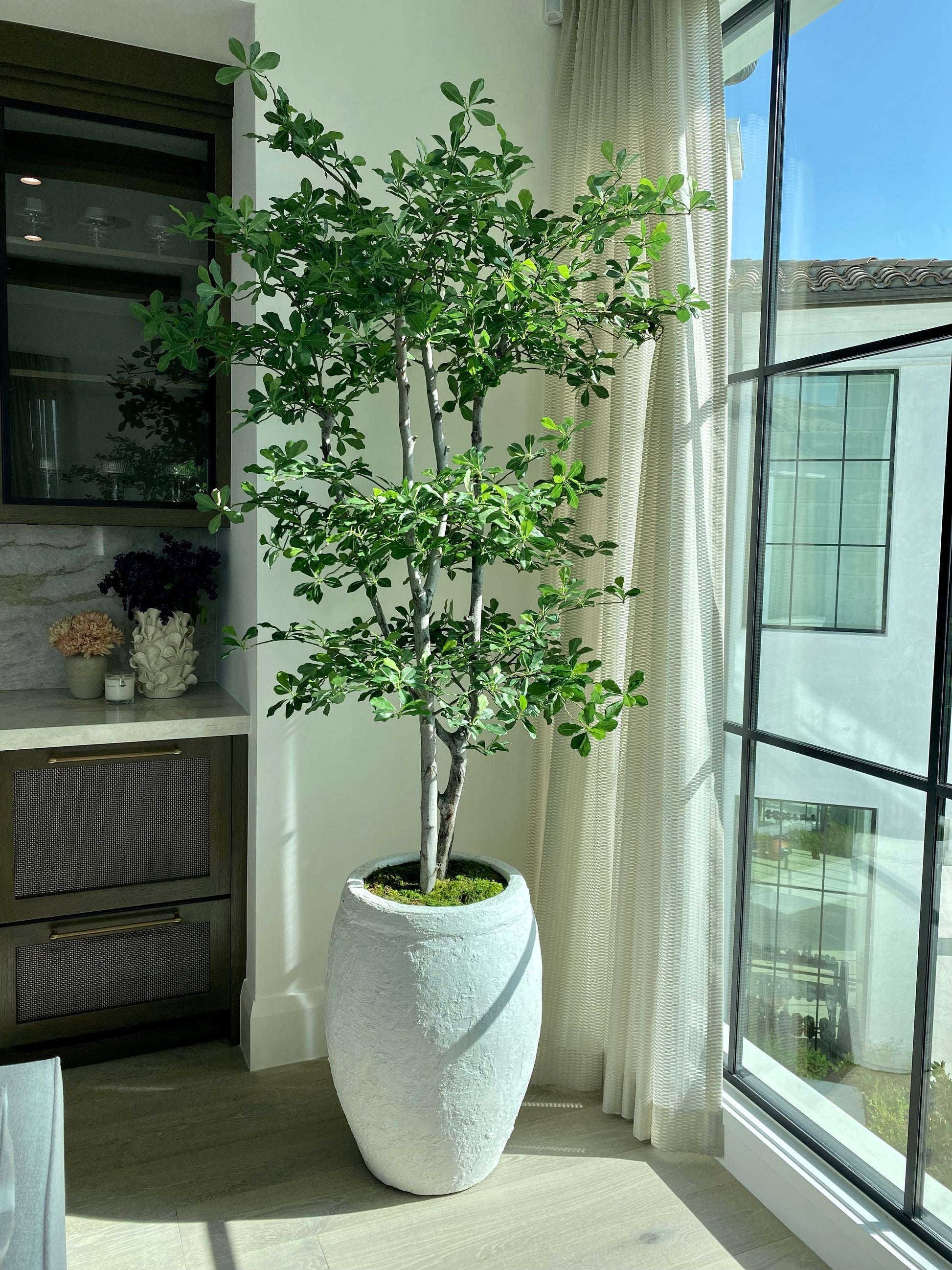 olive tree plant indoor BLACK OLIVE TREE, 8 FT – ENHANCED SPACES & BOTANICALS