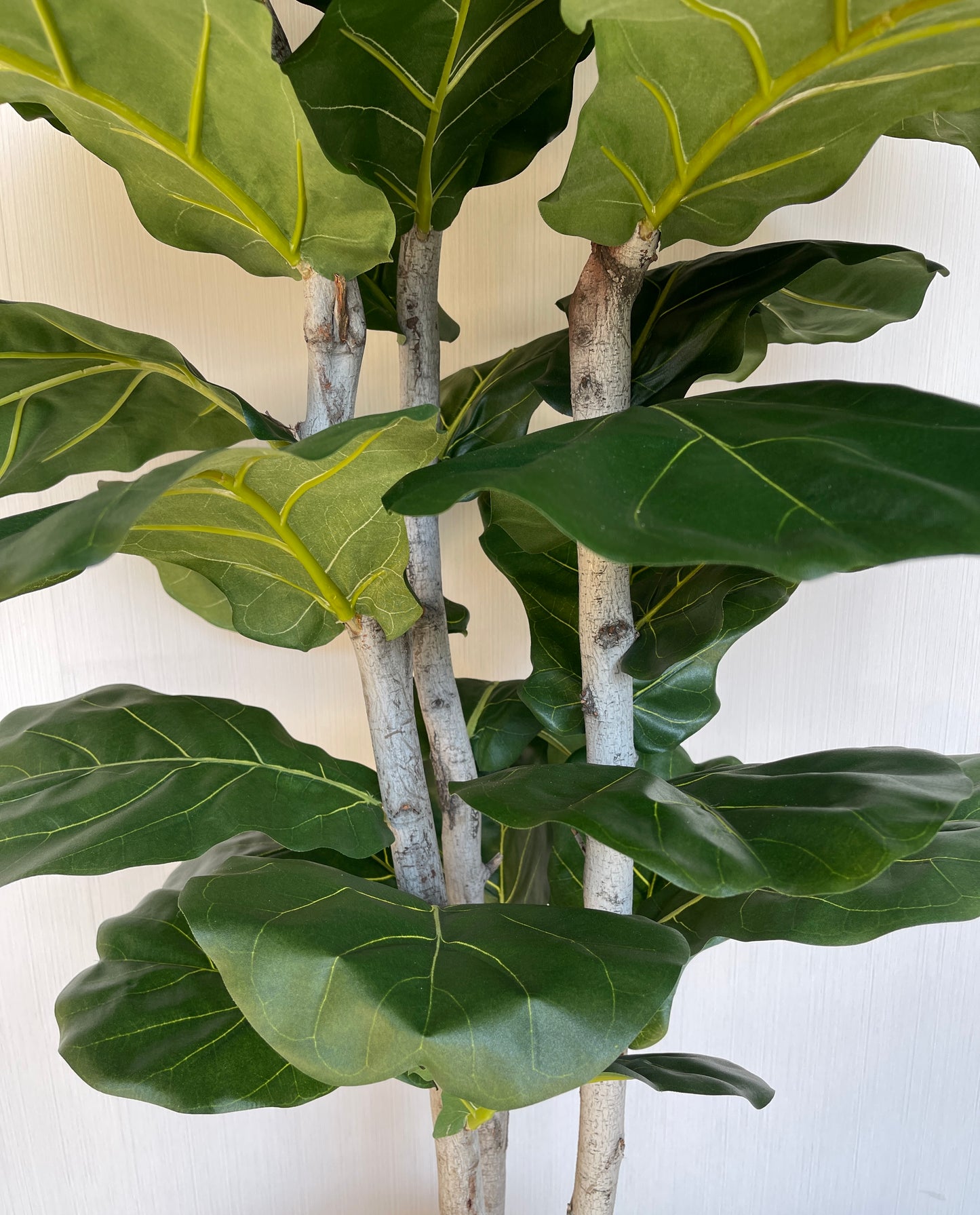 Authentic-looking fig fiddle leaf plant with glossy, deep green leaves and prominent veins, built on mountain lilac wood trunks in a paper mache base, ready for your own container.