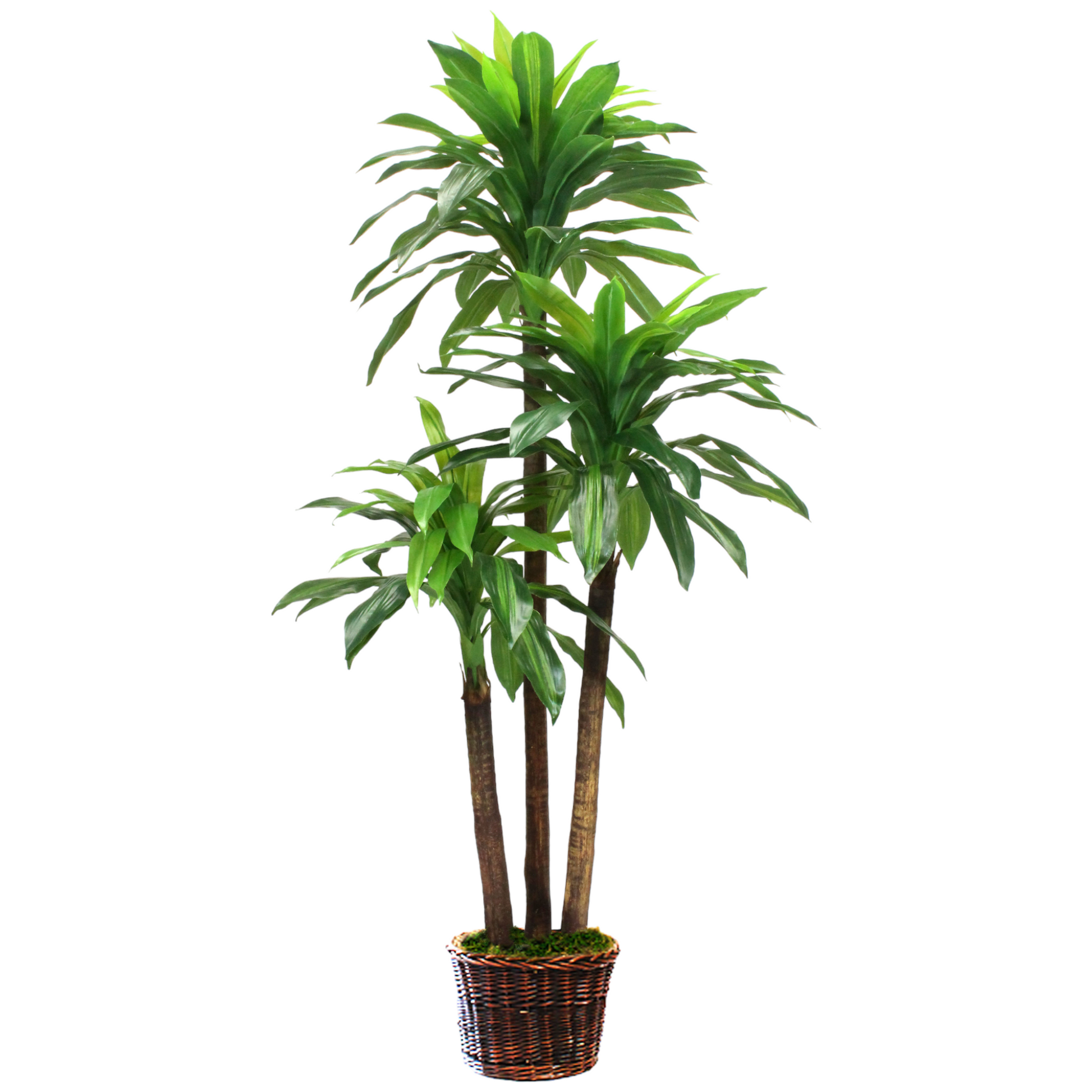 5.5ft classic 'Corn' Dracaena tree in a basket, designed to complement any space