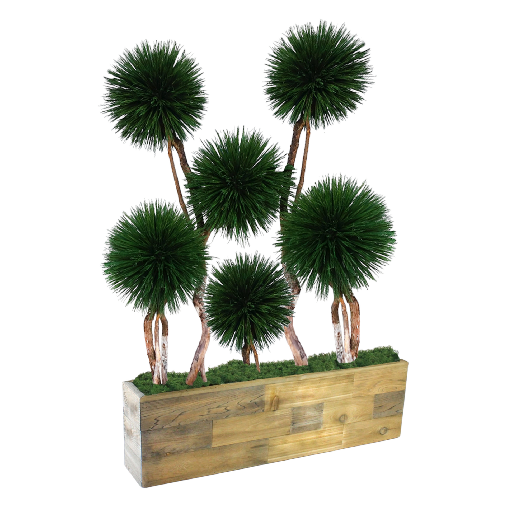 dracaena head DRACAENA, 6-HEAD POM, SUSTAINABLE MATERIALS