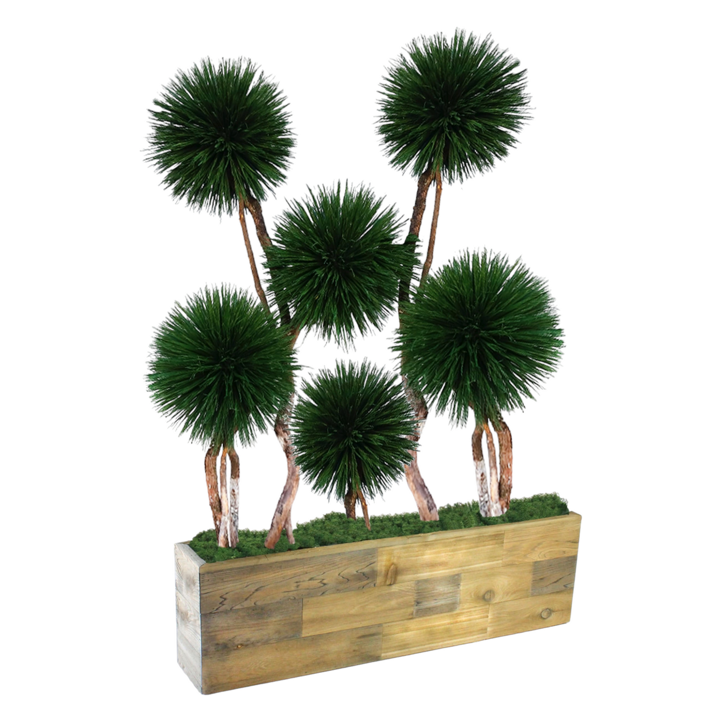 DRACAENA, 6-HEAD POM, SUSTAINABLE MATERIALS