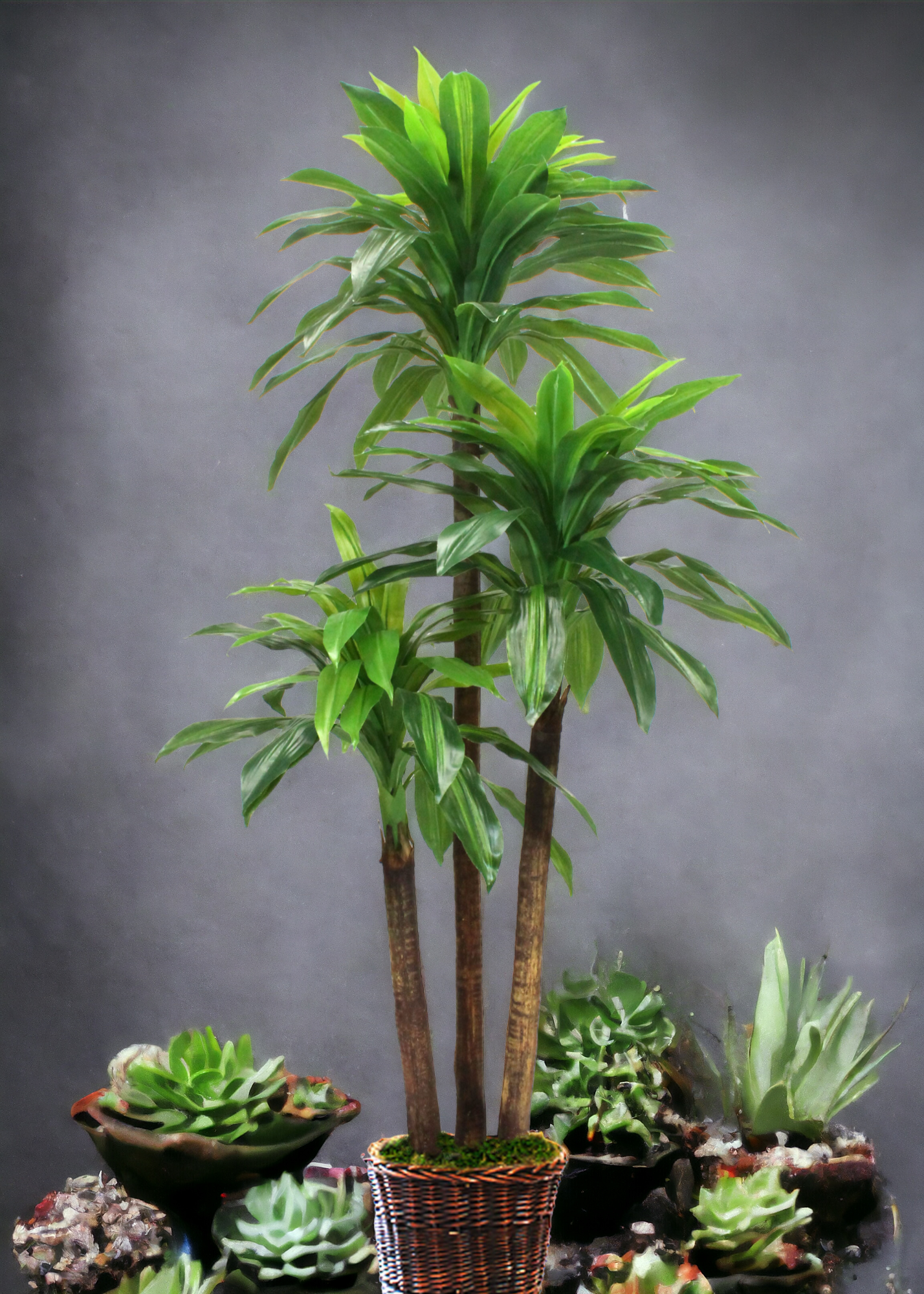 5.5ft classic 'Corn' Dracaena tree in a basket, designed to complement any space