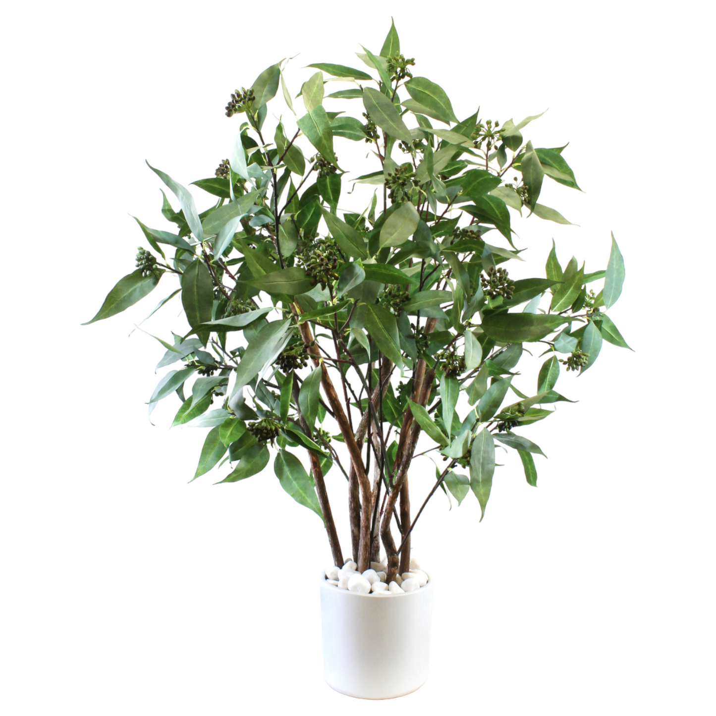 Eucalyptus Tree in White Planter