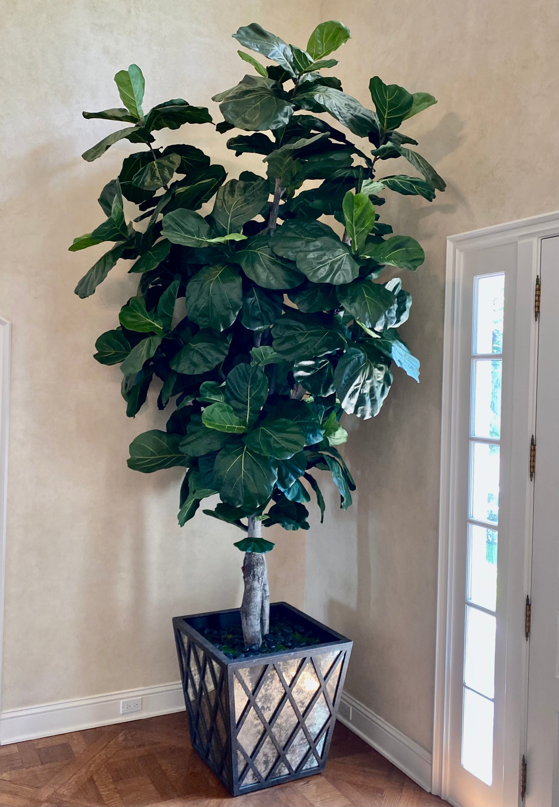 Authentic-looking fig fiddle leaf plant with glossy, deep green leaves and prominent veins, built on mountain lilac wood trunks in a paper mache base, ready for your own container.