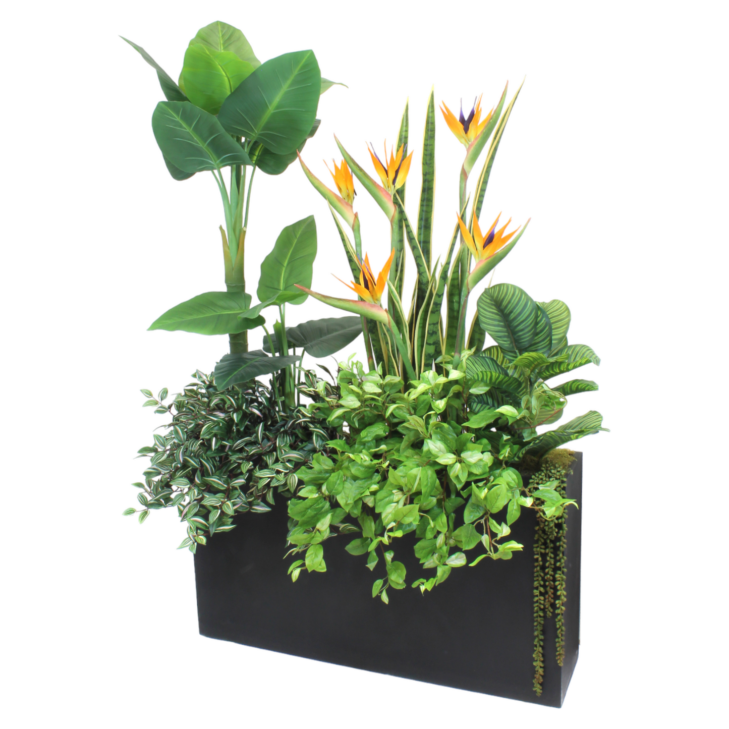 FLOWERING BIRD OF PARADISE IN BLACK PLANTER 