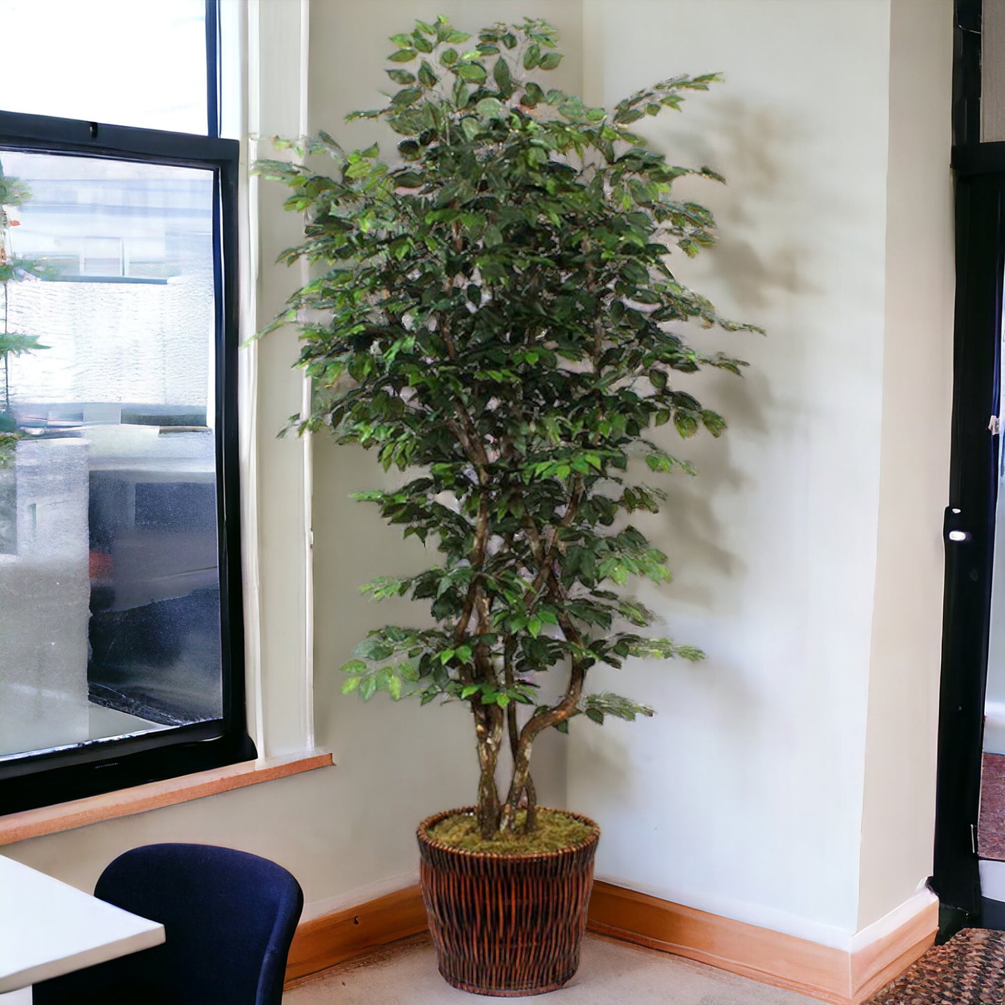 7.5 ft classic broad-leaf ficus tree with rich, dark green leaves on multiple dragon wood trunks. Recommended for indoor use.