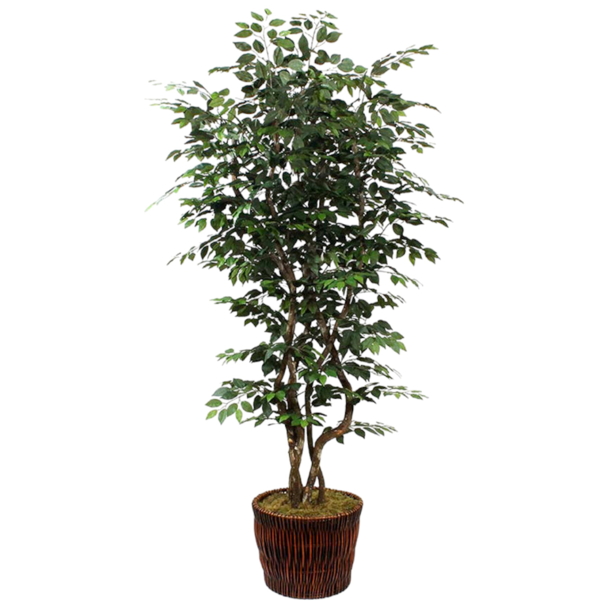 7.5 ft classic broad-leaf ficus tree with rich, dark green leaves on multiple dragon wood trunks. Recommended for indoor use.