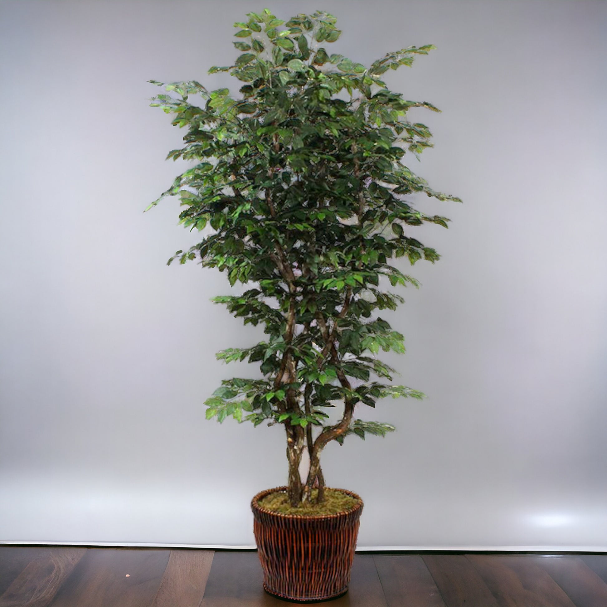 7.5 ft classic broad-leaf ficus tree with rich, dark green leaves on multiple dragon wood trunks. Recommended for indoor use.