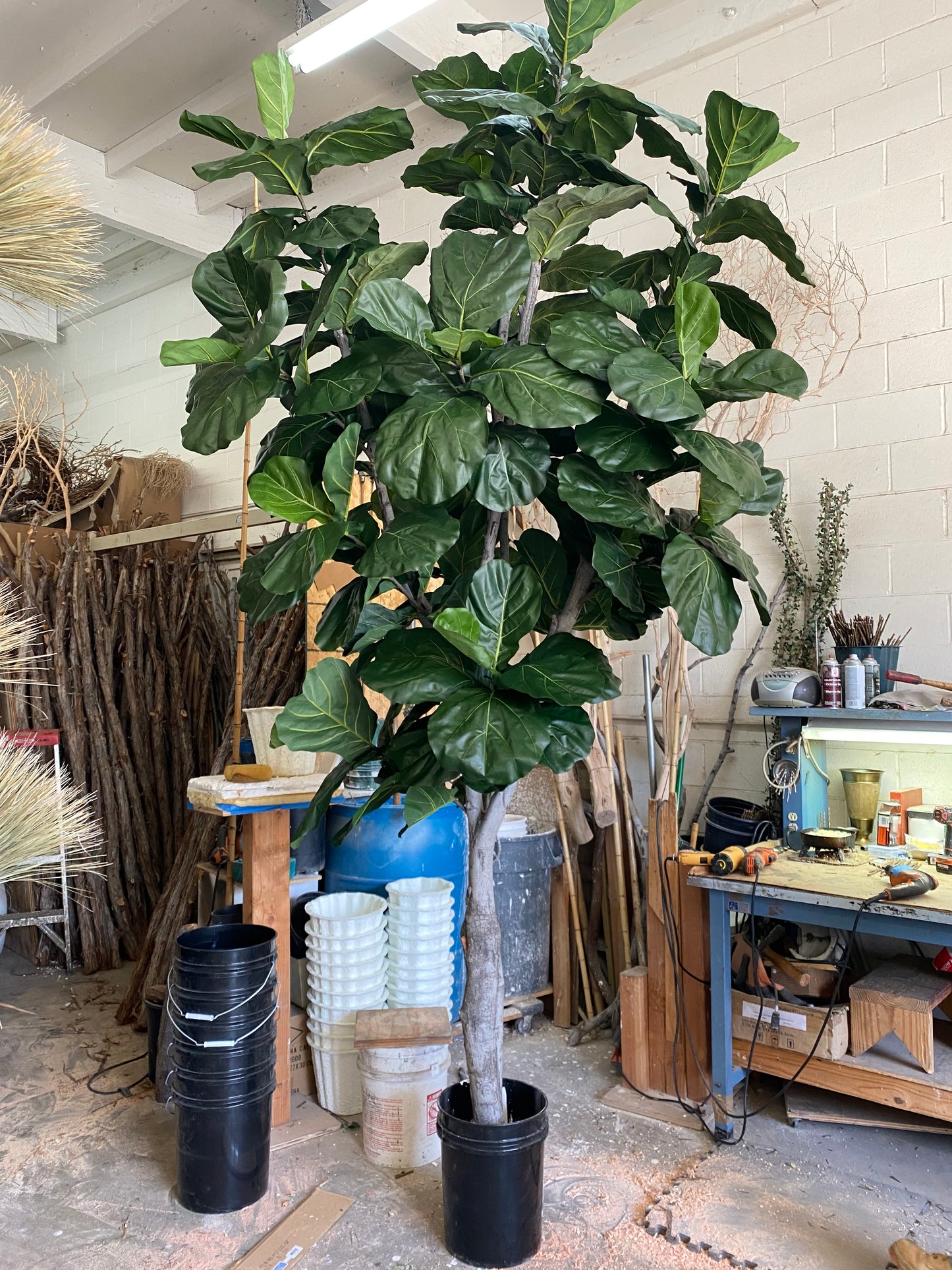 Authentic-looking fig fiddle leaf plant with glossy, deep green leaves and prominent veins, built on mountain lilac wood trunks in a paper mache base, ready for your own container.