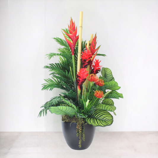 GINGER PLANT IN BLACK POT 