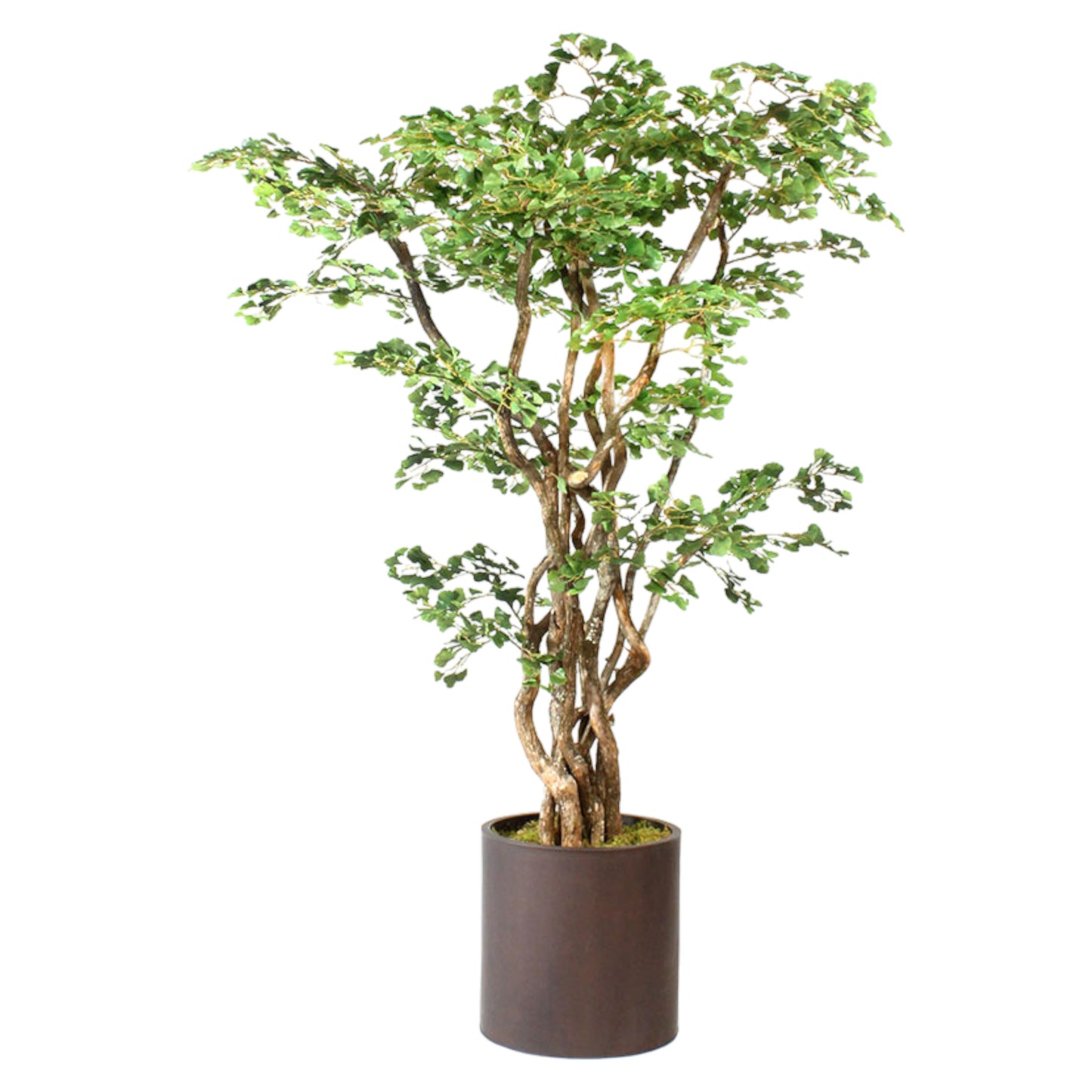 Durable Ginkgo tree with multiple dragon wood trunks