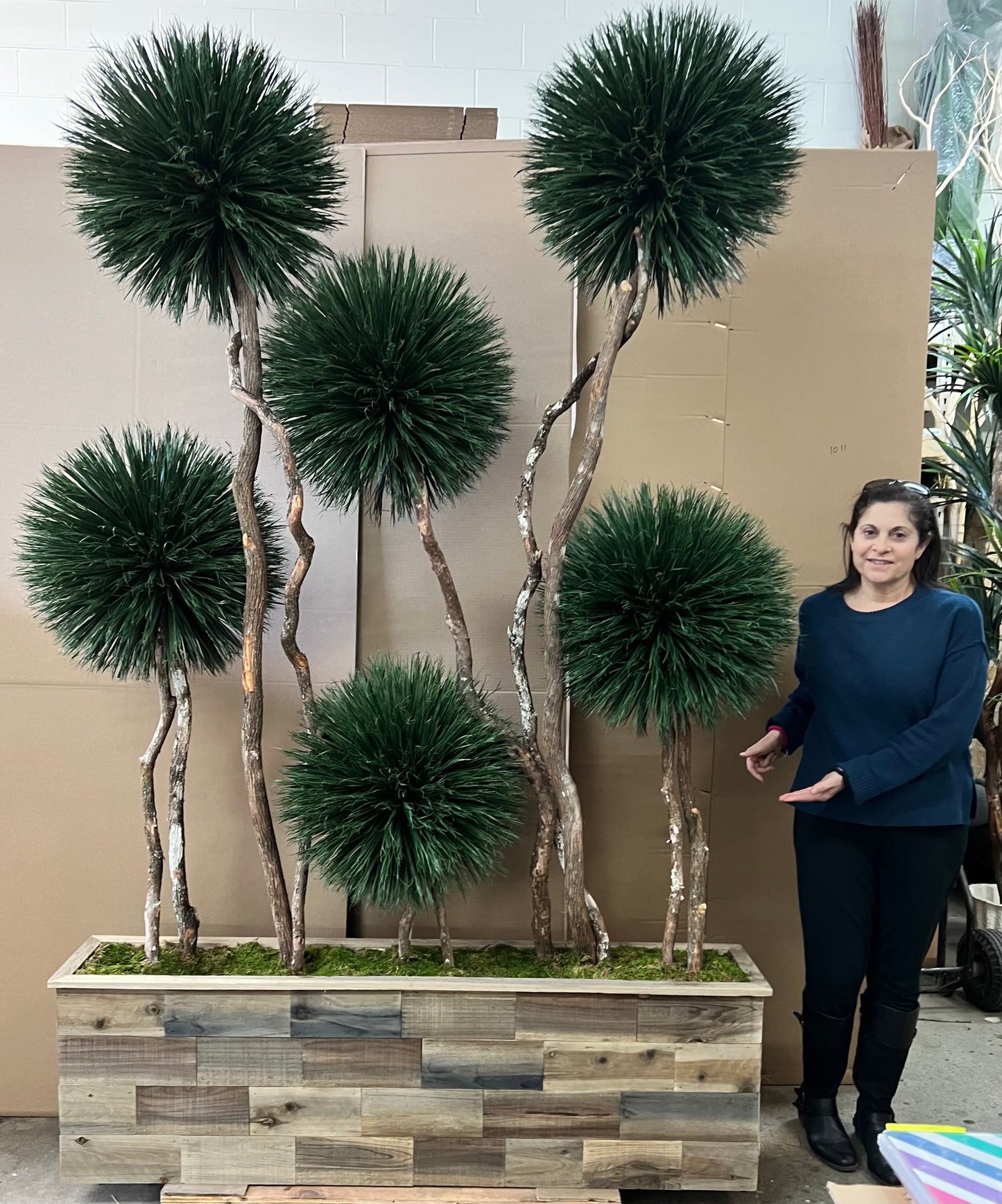 DRACAENA, 6-HEAD POM, SUSTAINABLE MATERIALS