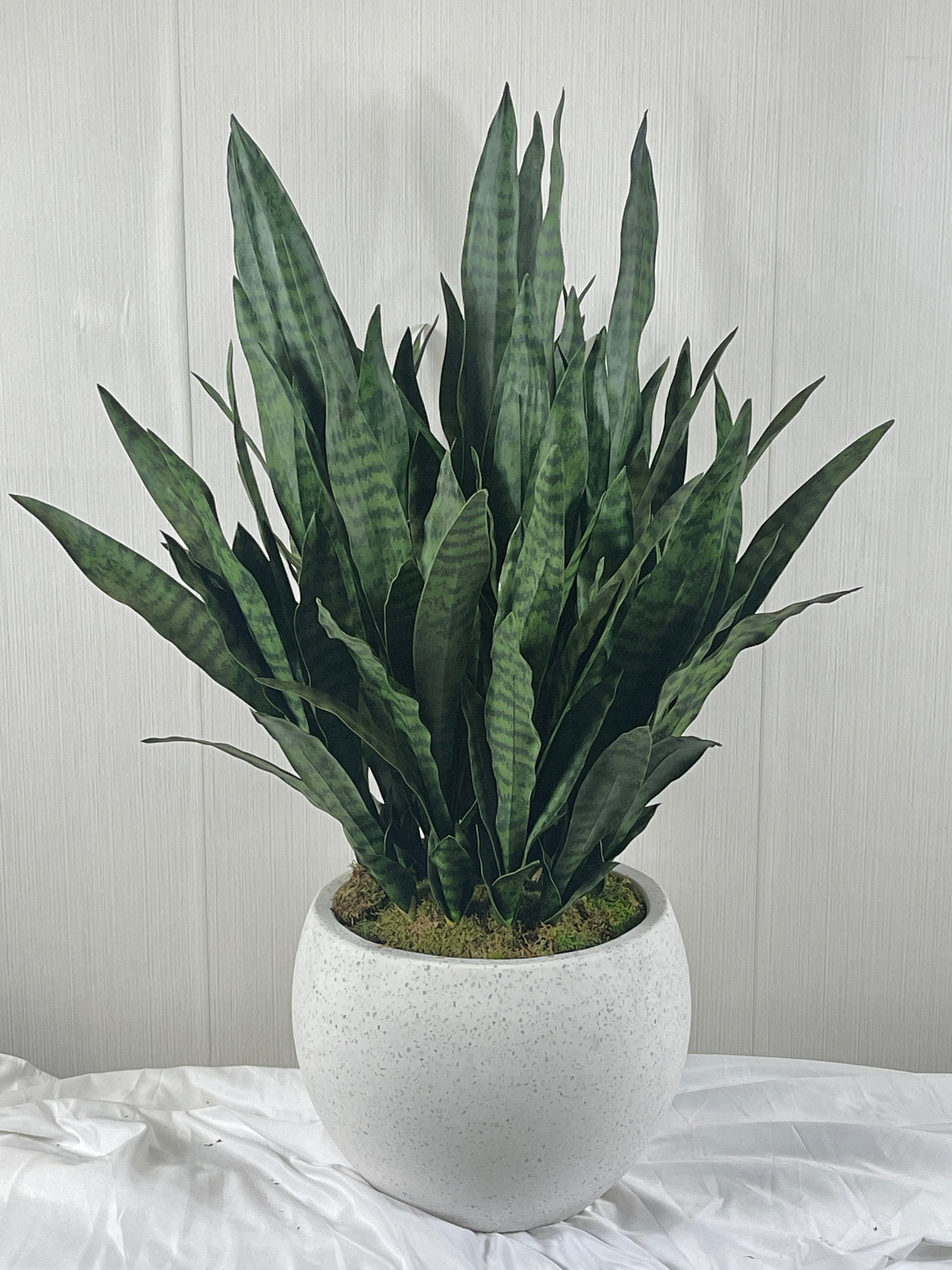 planter sansevieria SANSEVIERIA IN PLANTER