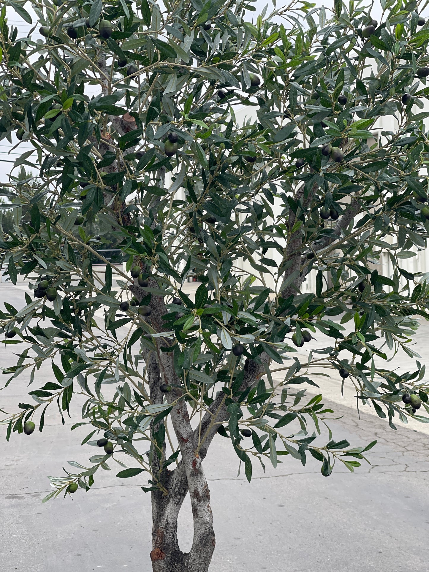 MEDITERRANEAN OLIVE TREE, 8 FT