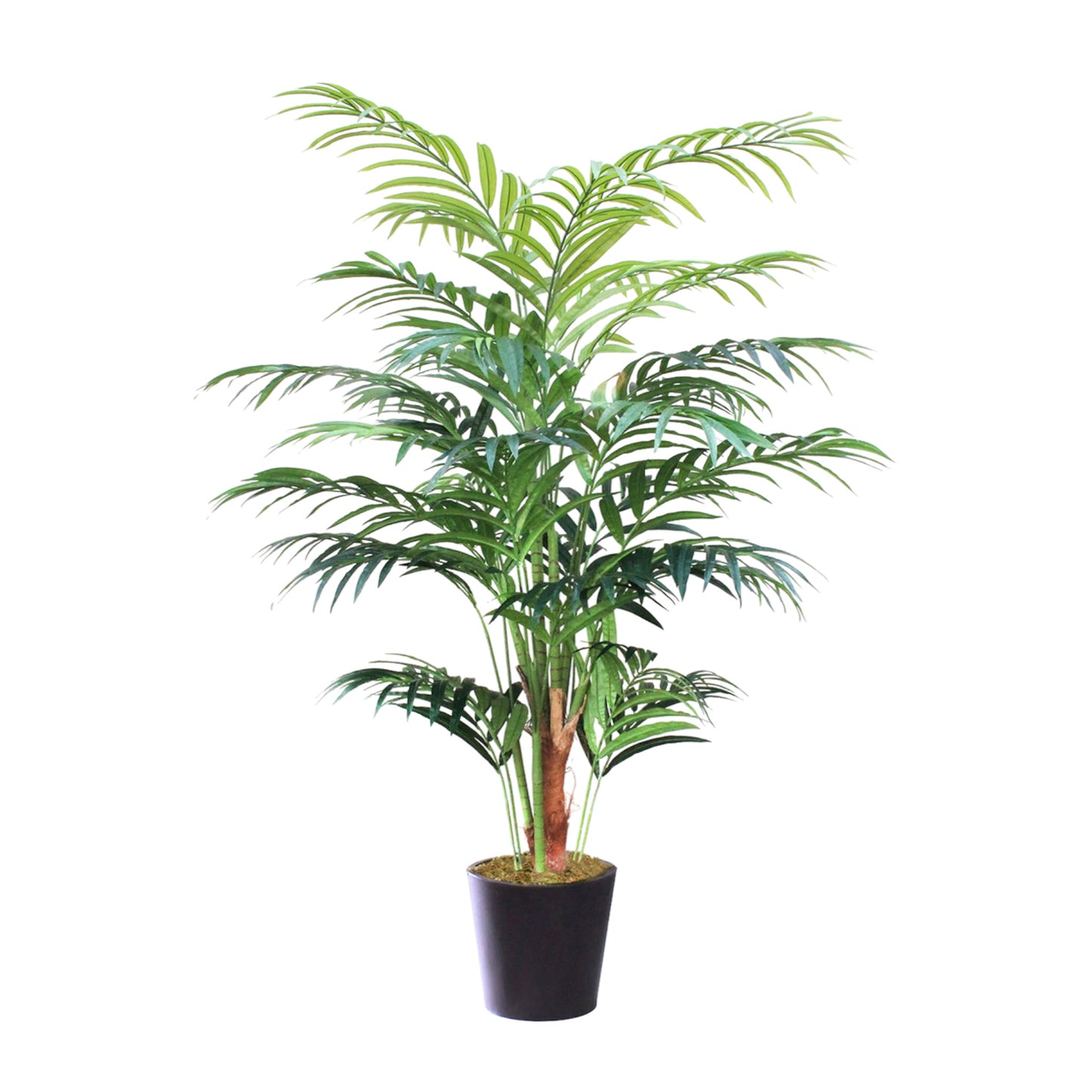 Kentia Palm in black container
