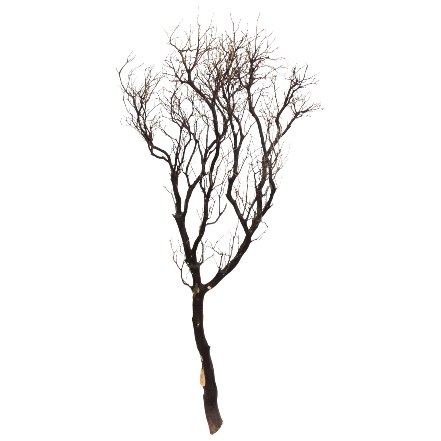 Product shot of dark brown manazanita branch