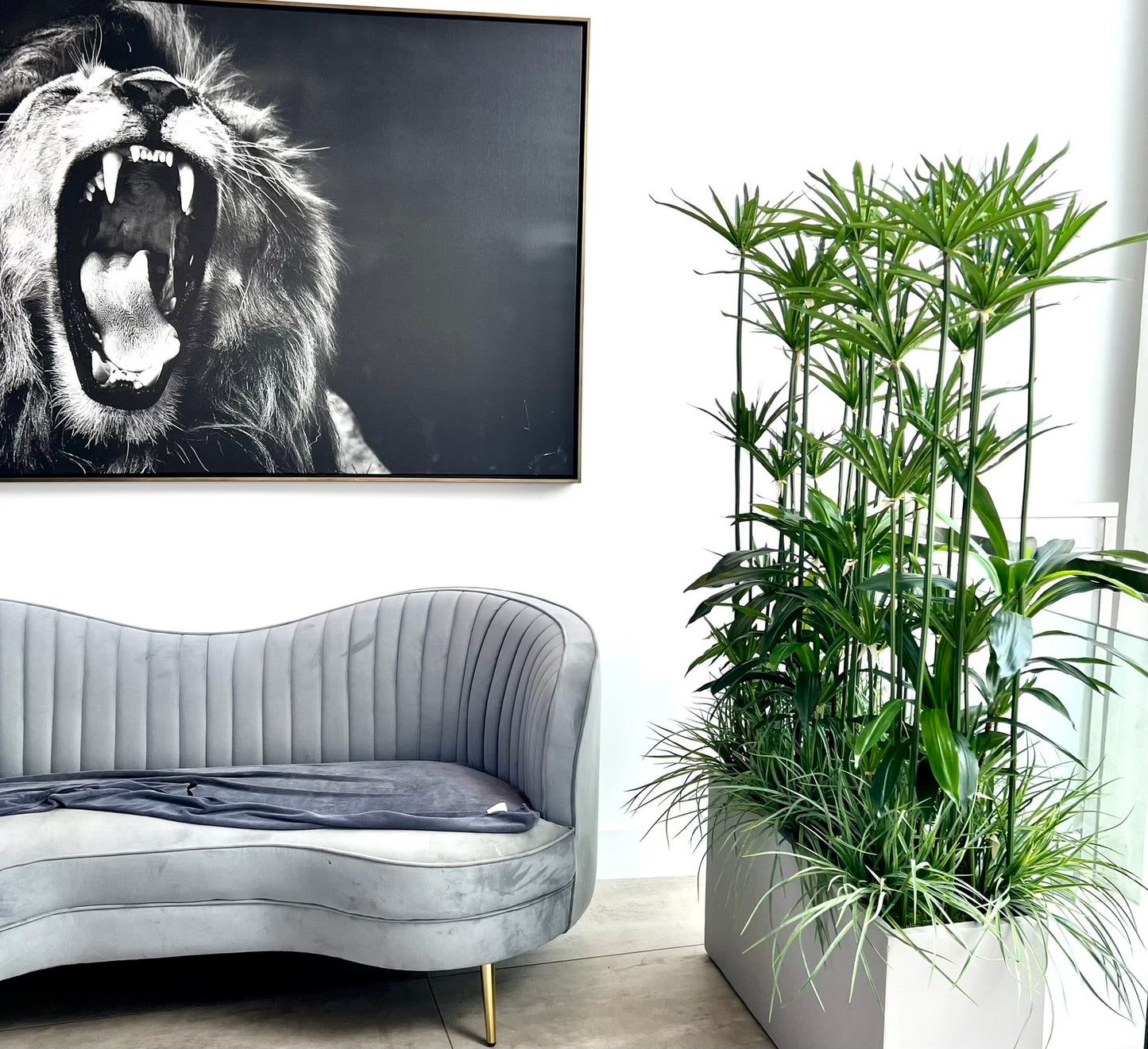 PAPYRUS AND GREENERY IN CLAY PLANTER IN LIVING ROOM SETTING