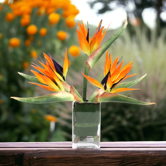 PETITE BIRD OF PARADISE IN GLASS VASE