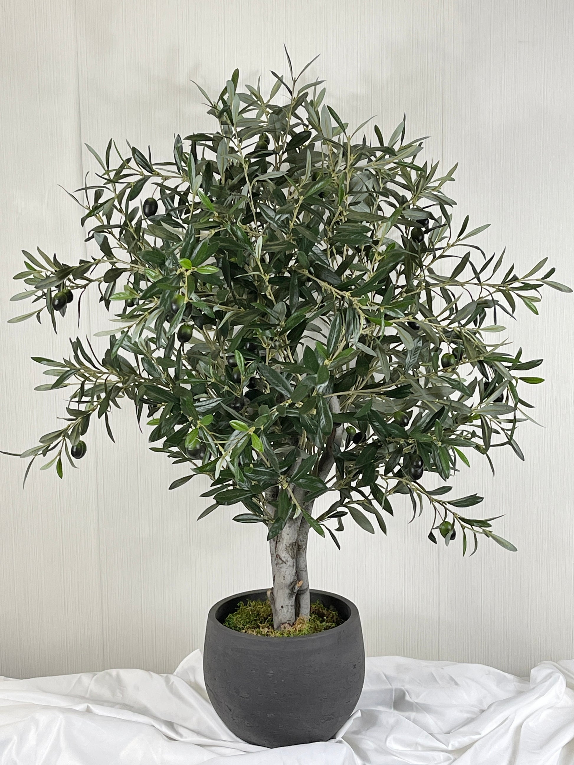 PETITE OLIVE TREE IN BLACK CONTAINER