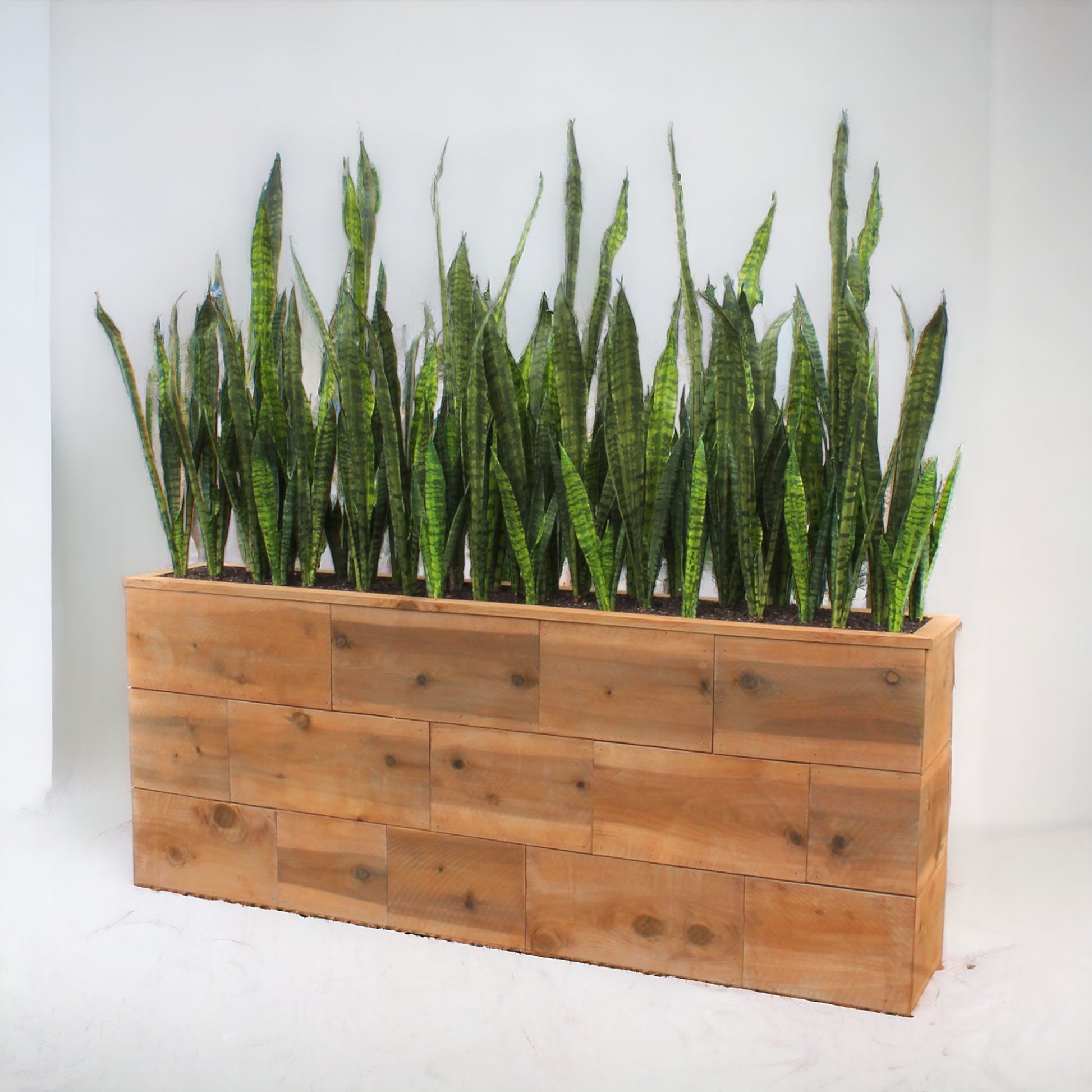 snake plant in rectangular pot SANSEVIERIA IN WOOD PLANTER