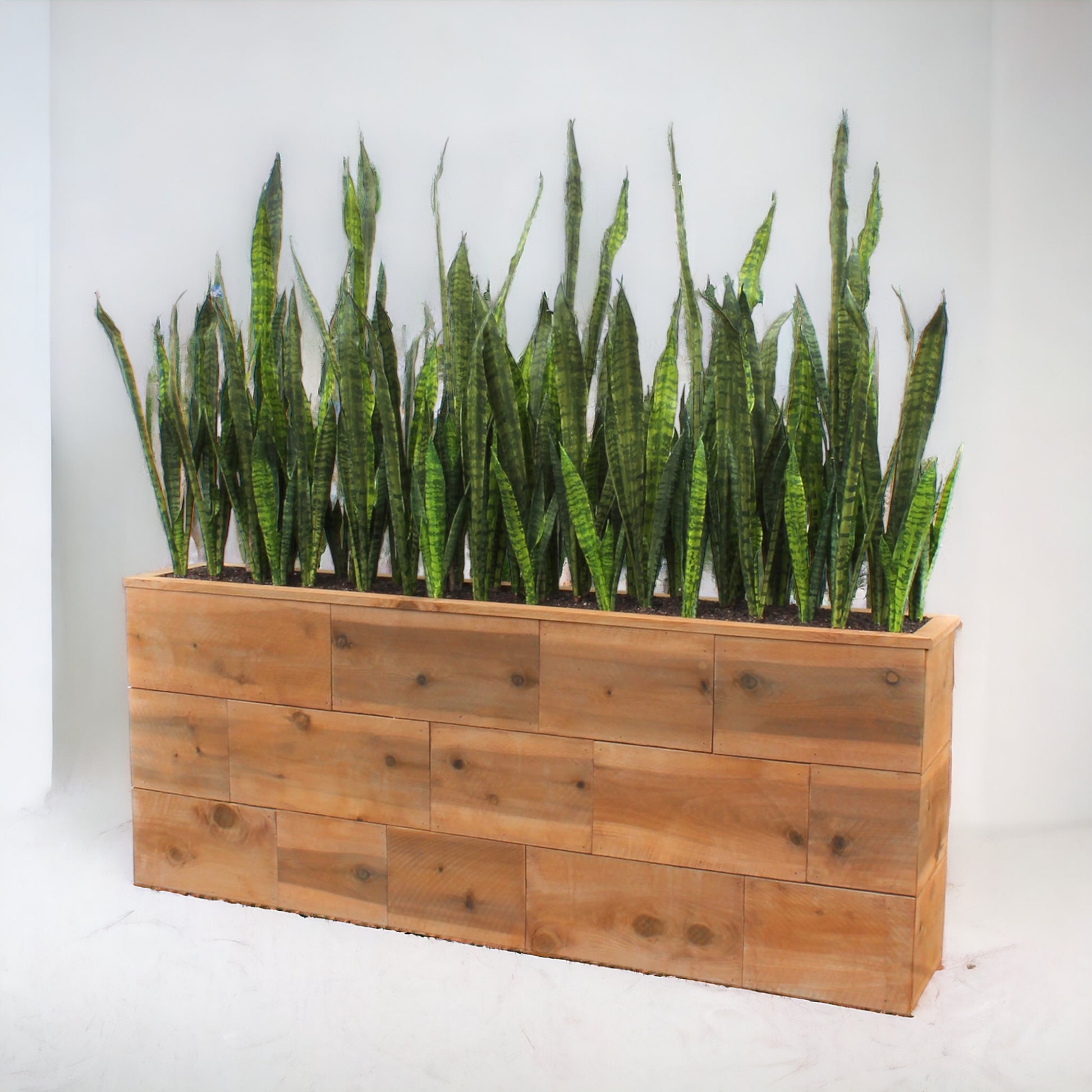 tall Sansevieria in a custom created reclaimed wood planter box.