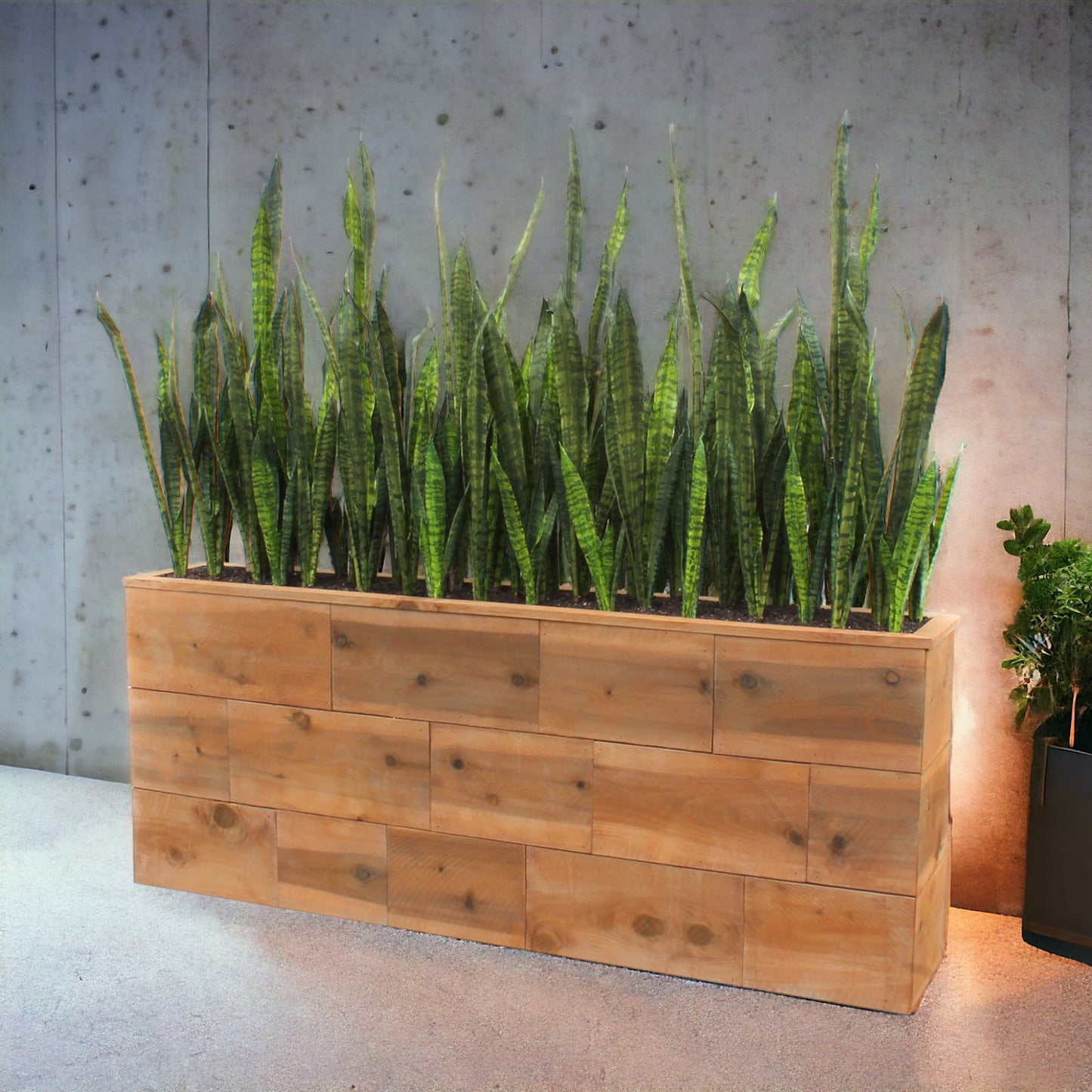 tall Sansevieria in a custom created reclaimed wood planter box.