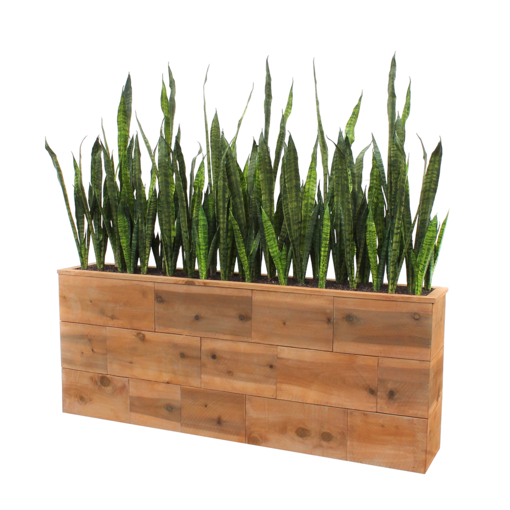 tall Sansevieria in a custom created reclaimed wood planter box.