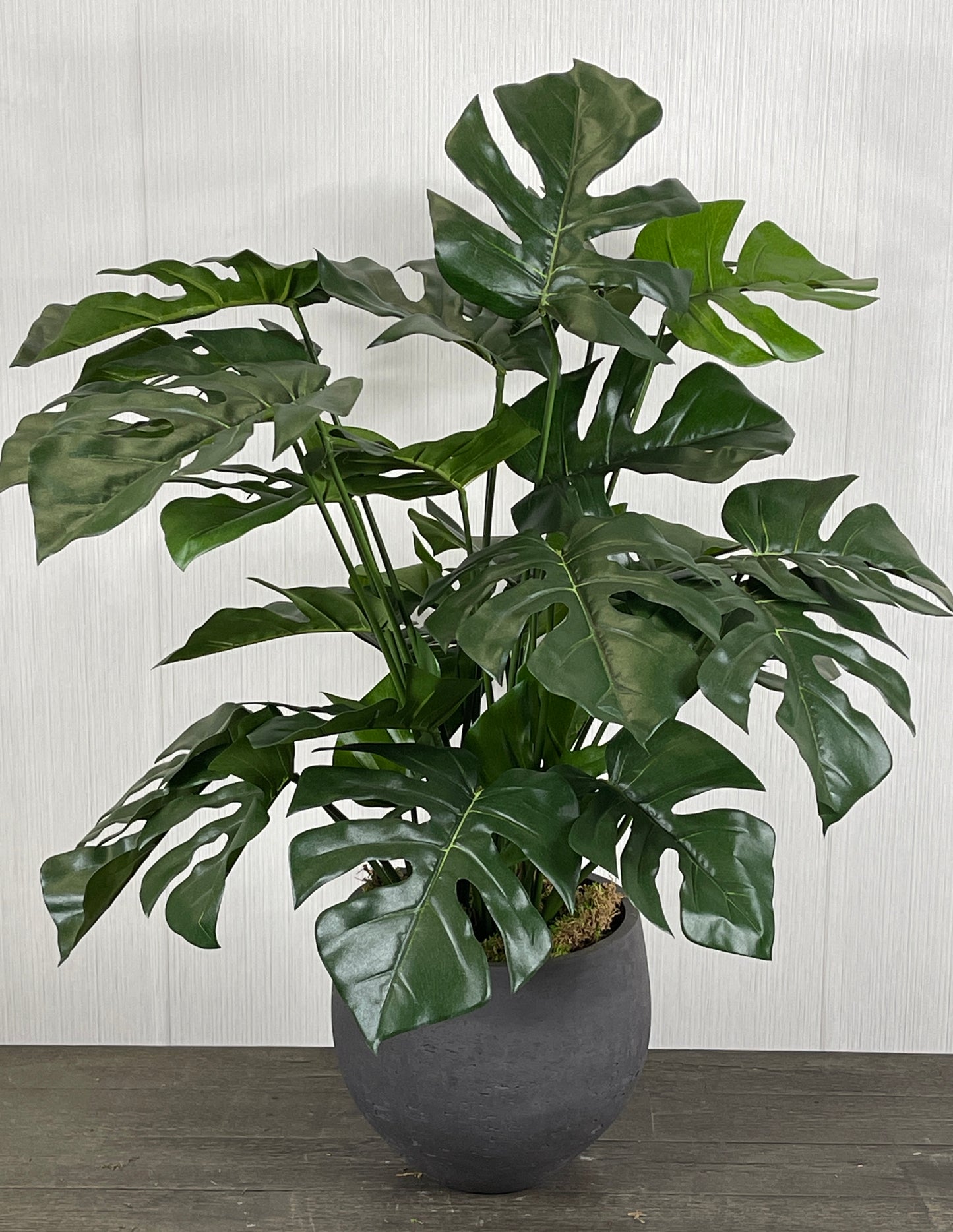 SPLIT PHILODENDRON PLANT IN BLACK CONTAINER