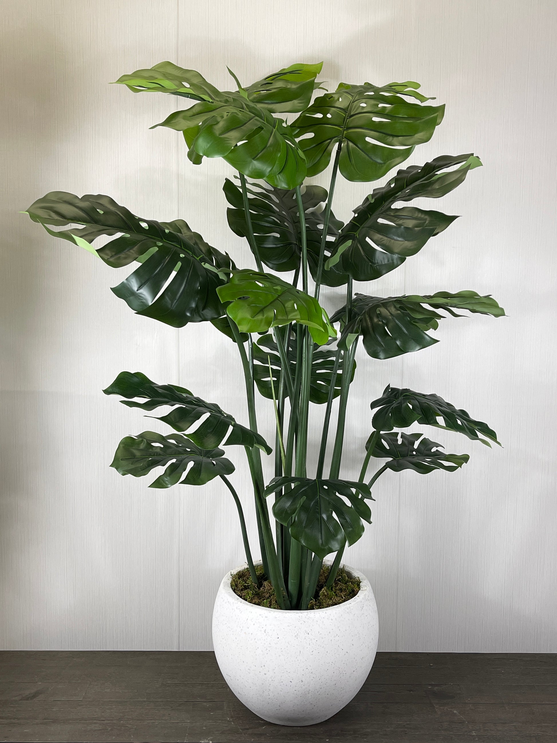 SPLIT PHILODENDRON PLANT IN CERAMIC POT AGAINST WHITE BACKGROUND