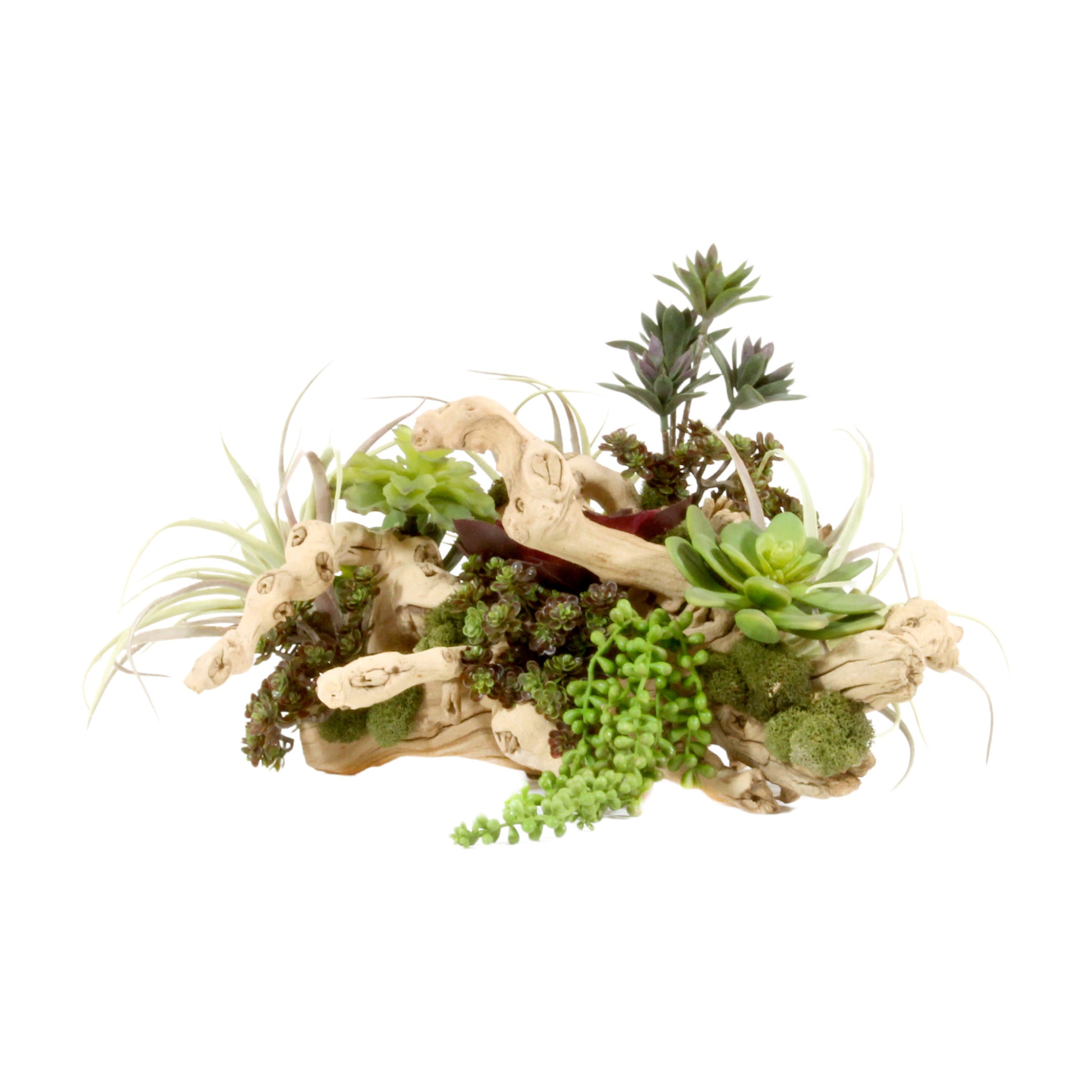 Succulent mix on intricate driftwood.