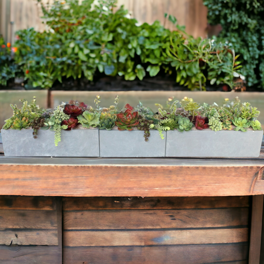 Vibrant collection of succulents in three cement-colored, heavy clay fiber containers, 12 inches high and 68 inches wide, recommended for indoor use. Free shipping available.