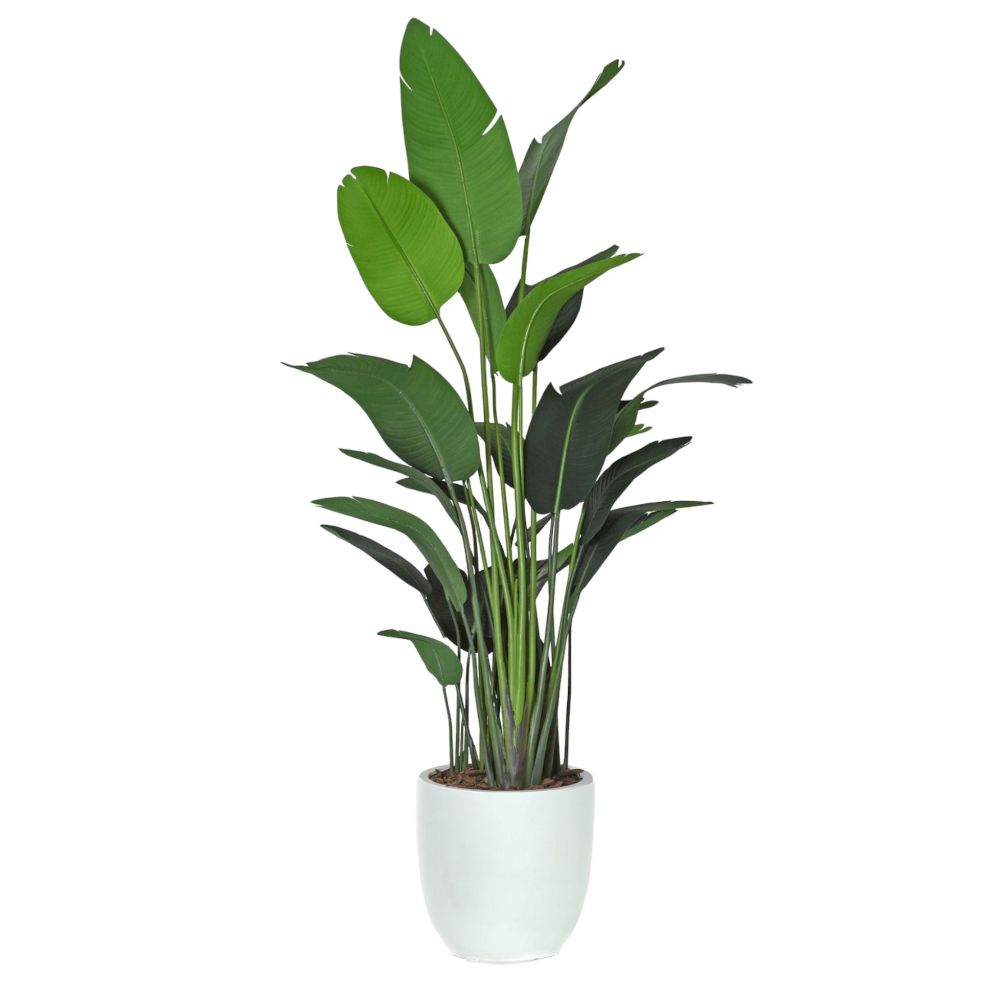 travellers palm indoor plant TRAVELLER PALM – ENHANCED SPACES & BOTANICALS
