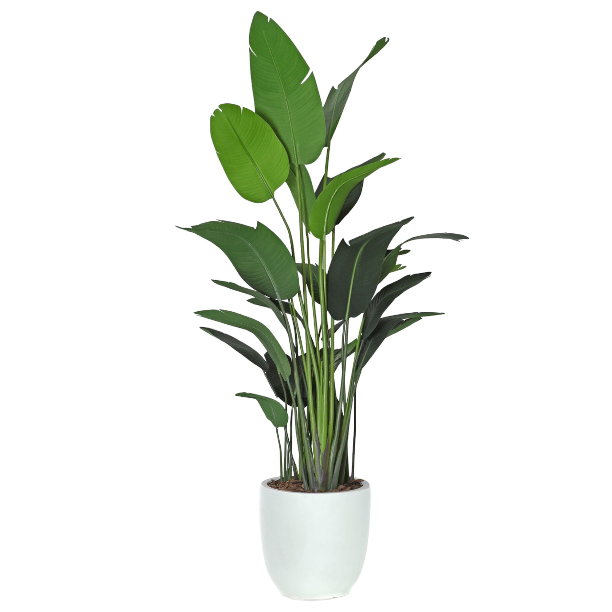 Traveller palm in white ceramic container