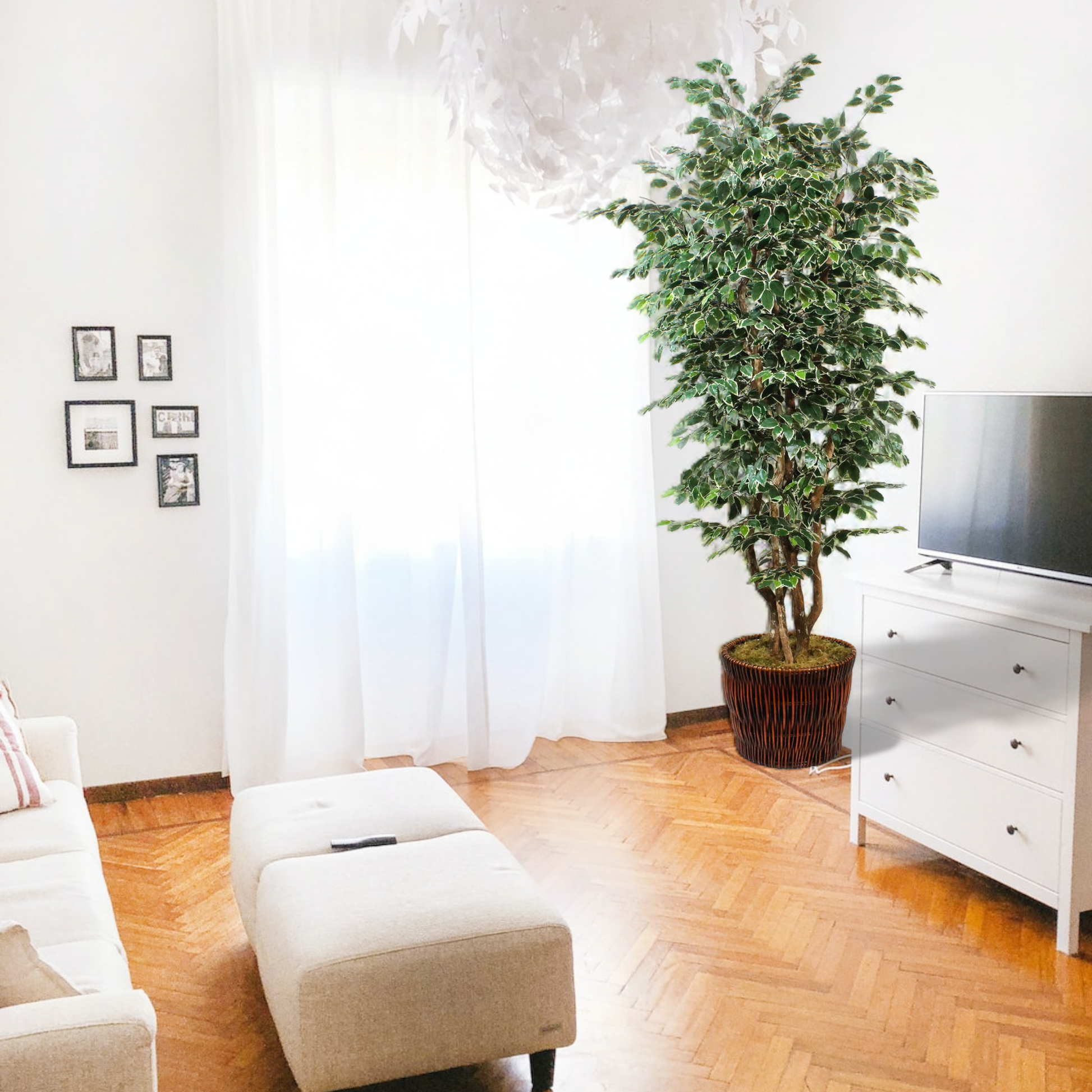 Classic variegated ficus tree with lush green and white leaves, adding interest and greenery to any room.