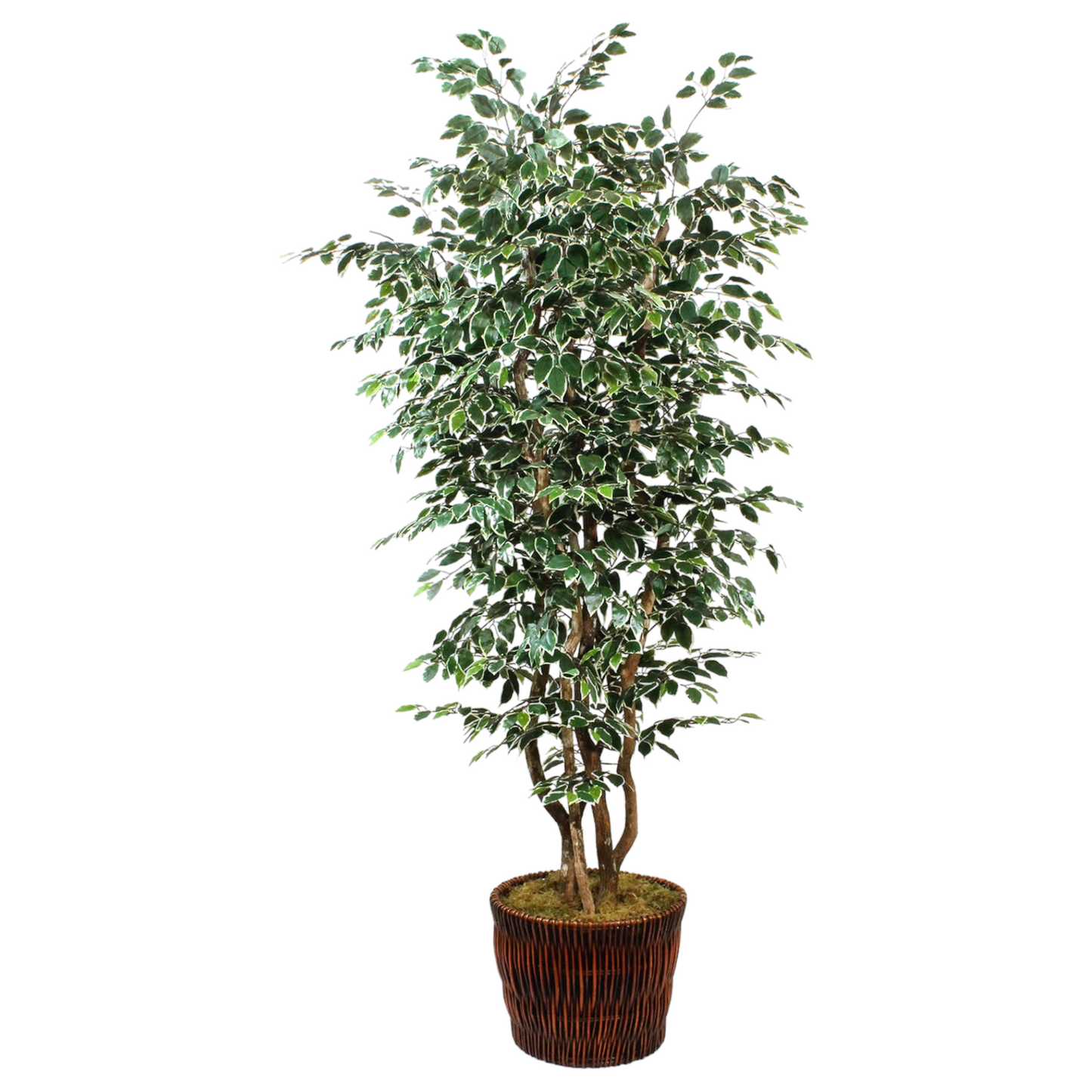 Classic variegated ficus tree with lush green and white leaves, adding interest and greenery to any room.