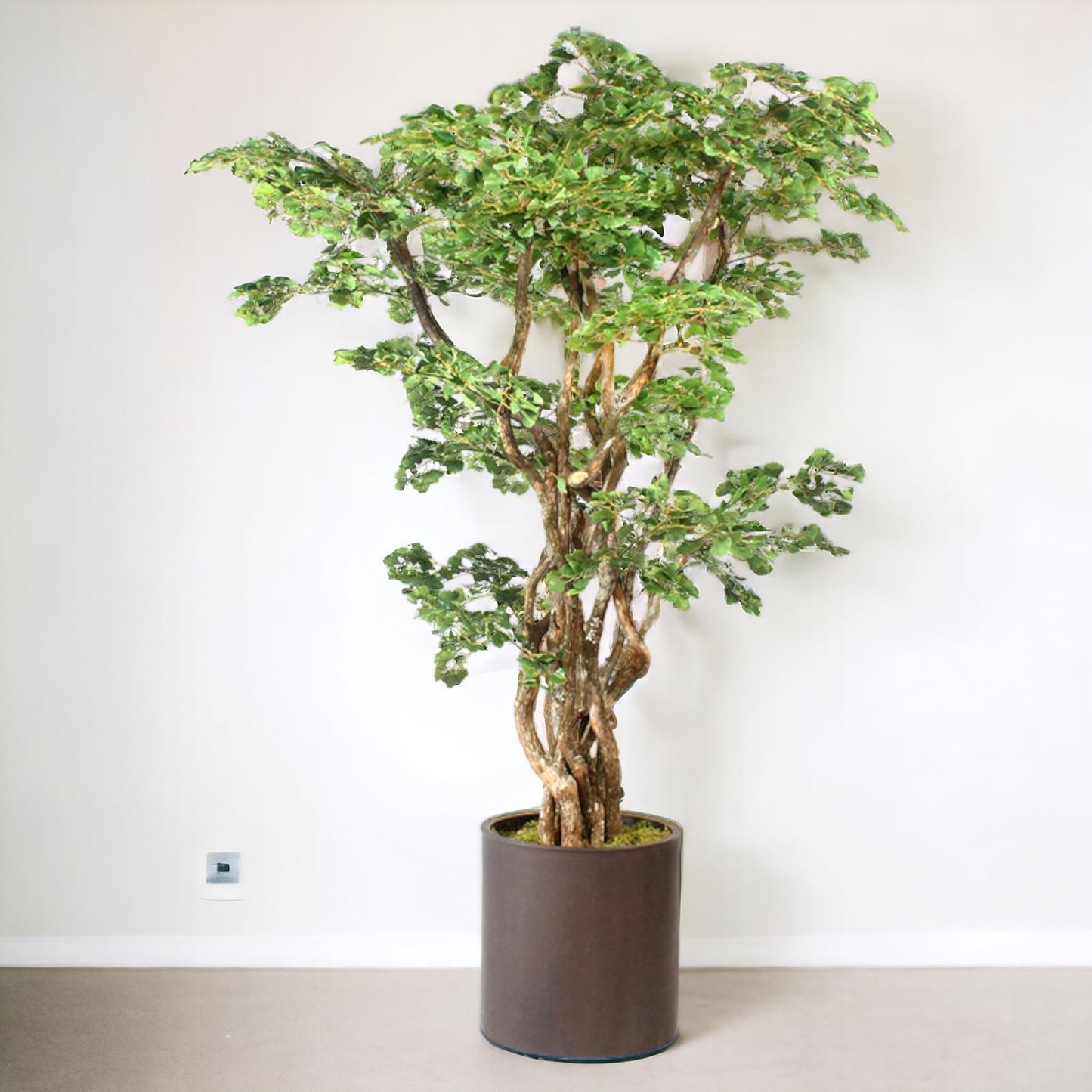 LARGE GINKGO TREE IN METAL CONTAINER