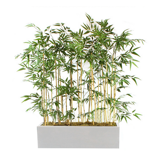 LARGE BAMBOO IN PLANTER