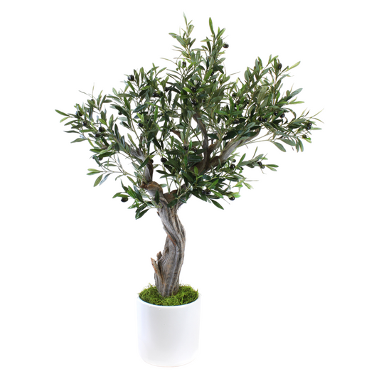 MOUNTAIN LILAC OLIVE TREE