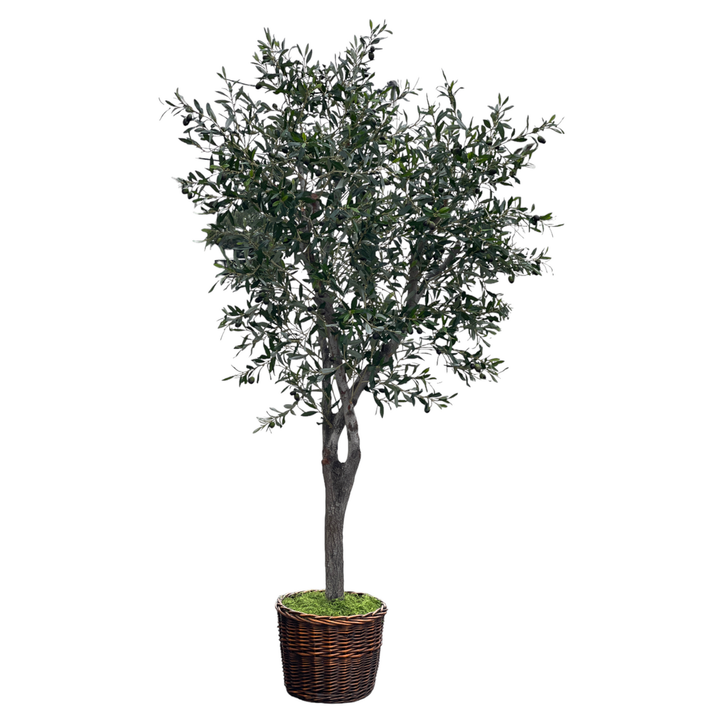 MEDITERRANEAN OLIVE TREE, 8 FT