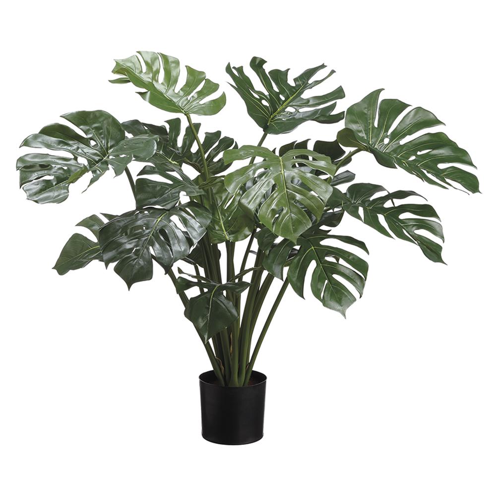 SPLIT PHILODENDRON PLANT IN BLACK CONTAINER